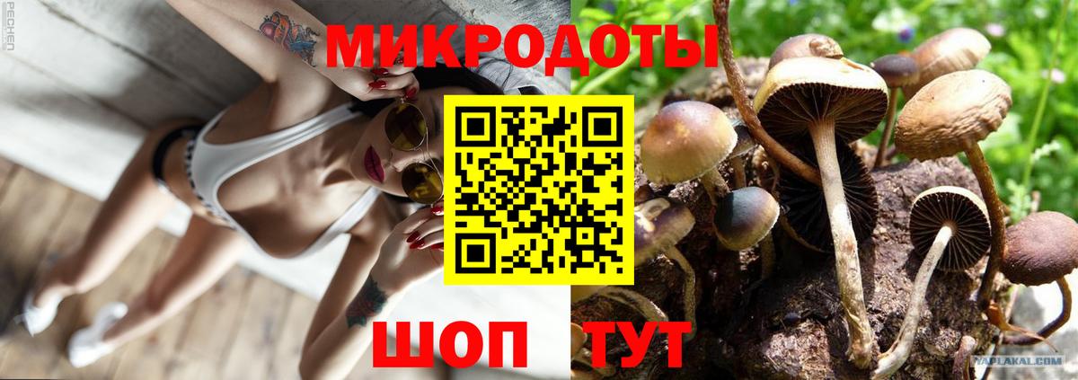 Псилоцибиновые грибы Psilocybe Котовск